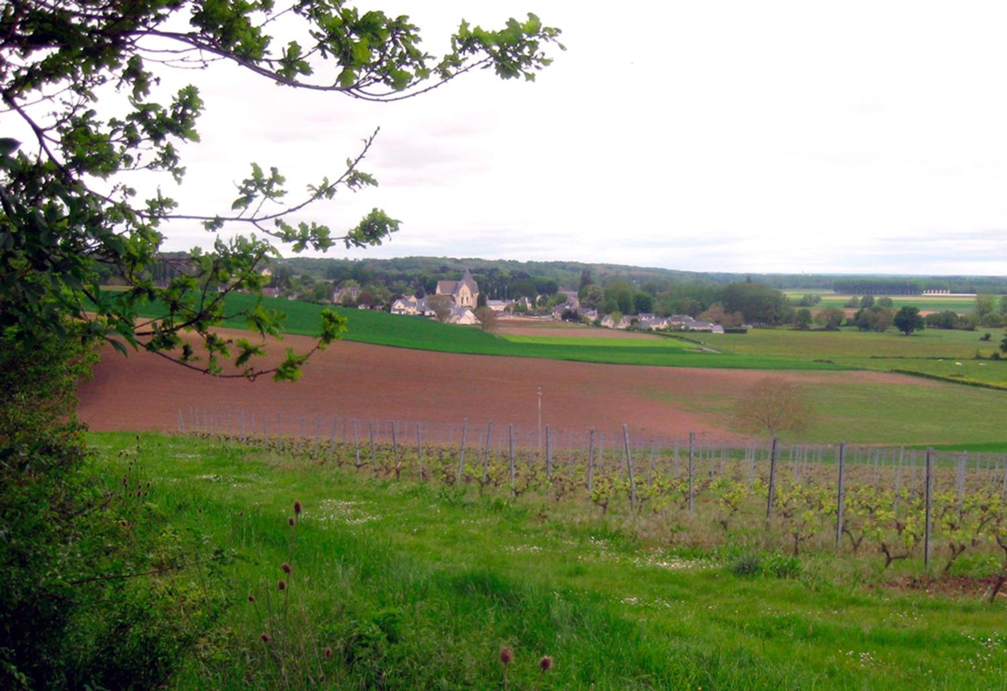 La Butte De Gohier Bed and Breakfast Blaison Eksteriør billede